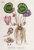 「ドイツ植物写生図譜」カタログへのリンク