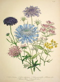 「ザ・レディーズ・フラワー・ガーデン」「英国野生植物図譜」カタログへのリンク
