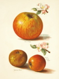 「フルーツ栽培家の手引き」カタログへのリンク