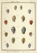 「自然界百科体系図説」貝類編カタログへのリンク