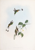 「ハチドリ科の鳥類」カタログへのリンク