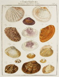 「新分類貝類標本」カタログへのリンク